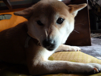 敵がきたーーー