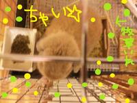 食べっぷり対決 2010/12/28 16:50:00