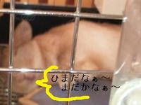 鬼の居ぬ間に・・ 2010/10/31 14:26:40