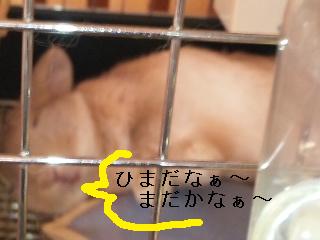 鬼の居ぬ間に・・