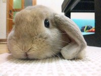 お留守番 2010/06/05 11:44:29