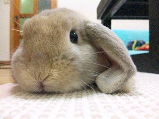 お留守番