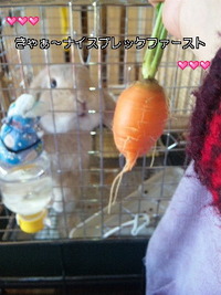 朝取り(・o・) 2010/11/08 10:00:49