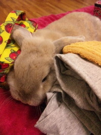 好きなんです・・・ 2011/02/17 21:59:54