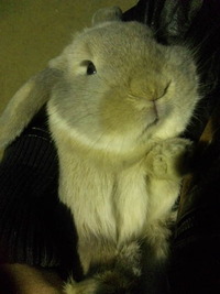 お花見 2011/04/04 00:25:18