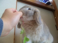 朝積み1 2011/05/05 12:00:00