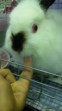 日本うさぎ祭りin浜松 2011/06/06 09:23:08