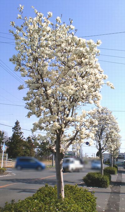 満開です！