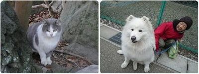 けっトラ市　