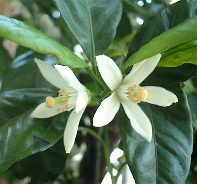 ミカンの花