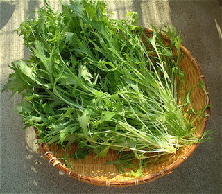 自家製堆肥で育ったサラダ水菜