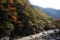 明神峡紅葉情報