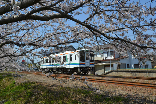 【掛川】駅は桜木、撮り鉄ごっこ