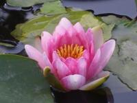 正に「睡蓮の華」 2009/06/15 10:20:46
