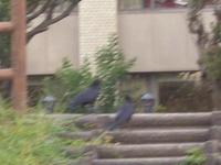 「カラス」に与える団子は無い 2009/08/27 10:19:43