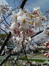 桜　♪
