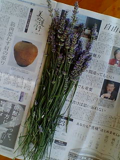 ラベンダー　♪
