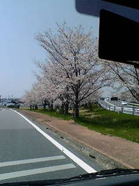 お花見の次の日　♪ 2012/04/12 14:05:50