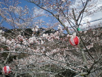 桜　日曜日　♪ 2012/04/04 16:55:24