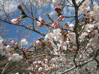 桜　日曜日　♪