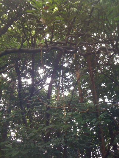 RISU