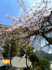 慣らし保育2日目 2011/04/07 22:47:58