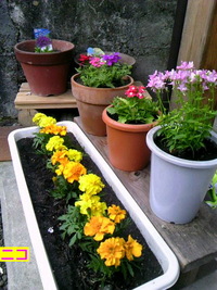 花♪ 2011/04/13 11:38:52