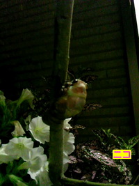 ｾﾐ誕生 2011/07/22 22:18:47