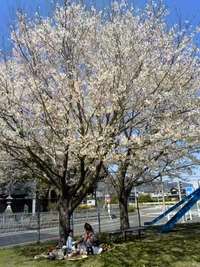 お花見びより♪ 2012/04/08 21:02:13