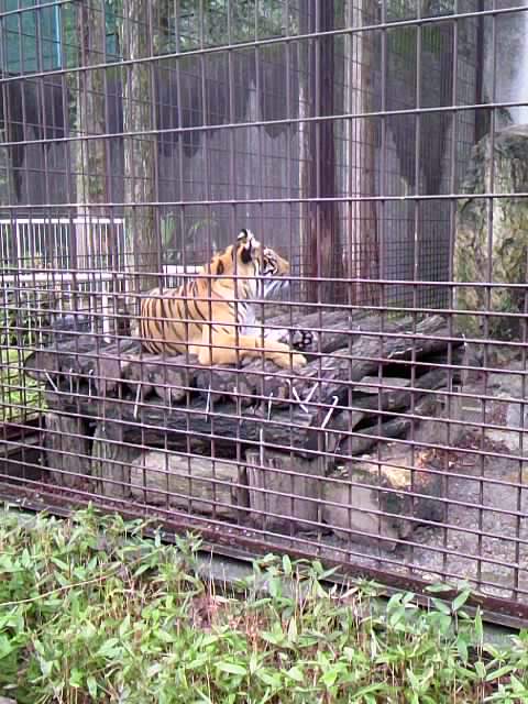 東山動物園へ
