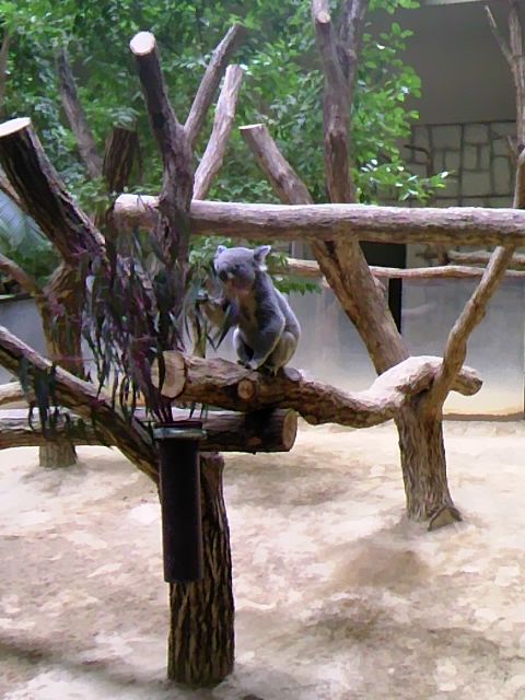 東山動物園へ