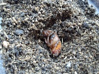 カブトムシ、誕生!! 2012/07/27 09:01:12