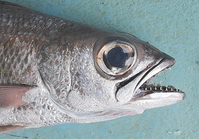 黒と赤 舞阪港のクロムツ アカムツ L 南浜名湖あそび隊