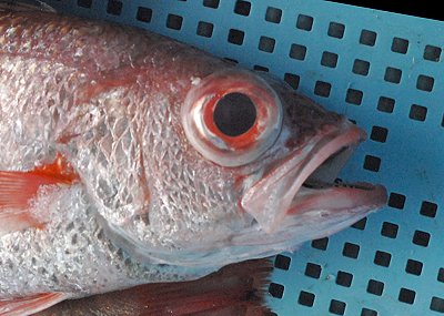 黒と赤 舞阪港のクロムツ アカムツ L 南浜名湖あそび隊