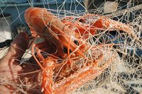 漁徳丸　遠州灘沖　アカザエビの海