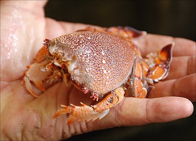 舞阪港 珍ガニ アサヒガニ L 南浜名湖あそび隊