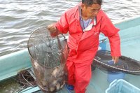 はまなこ里海の会　袋網見学のカニたち