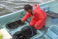 はまなこ里海の会　袋網漁見学の魚たち