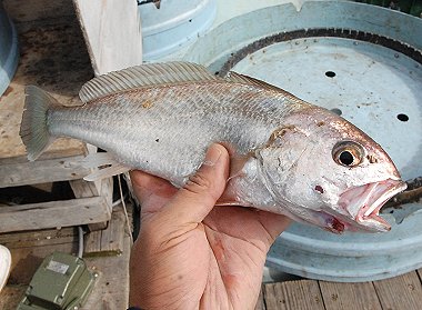 遠州灘のご馳走魚 イシモチ L 南浜名湖あそび隊