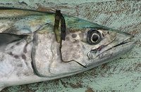 哲昌丸サワラ漁　巻き上げ機