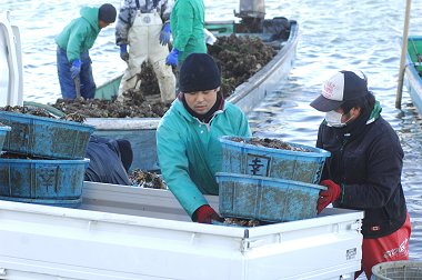 舞阪港　浜名湖牡蠣の山積み