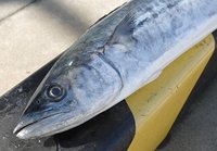暖か舞阪港　サワラ豊漁