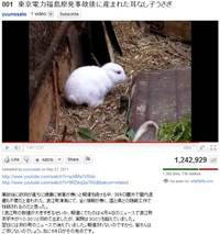 耳なしうさぎは、残念ながら本物みたい… 2011/05/31 13:54:00
