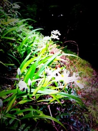 白い花の群生 2011/04/27 14:06:13