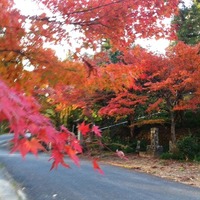 光明山 紅葉してます 2011/12/07 15:57:45