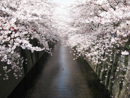 目黒川の桜