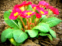 冬のお庭に草花を！ 2012/02/24 06:57:00