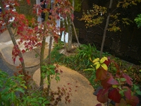紅葉狩り 2011/12/02 14:07:20