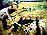 じゃがいも　植え付け 2012/02/20 11:16:16