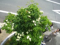 ヤマボウシ 2012/05/27 08:00:00